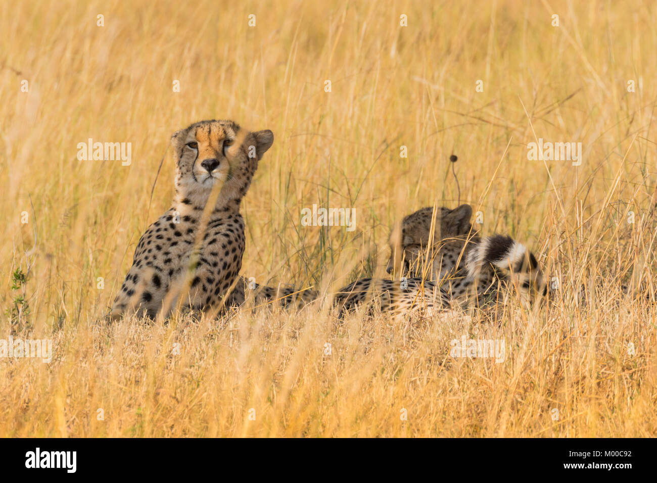 Qualcosa che cattura l'occhio di un giovane maschio ghepardo mentre suo fratello dorme sul alla parte più calda del giorno. Foto Stock