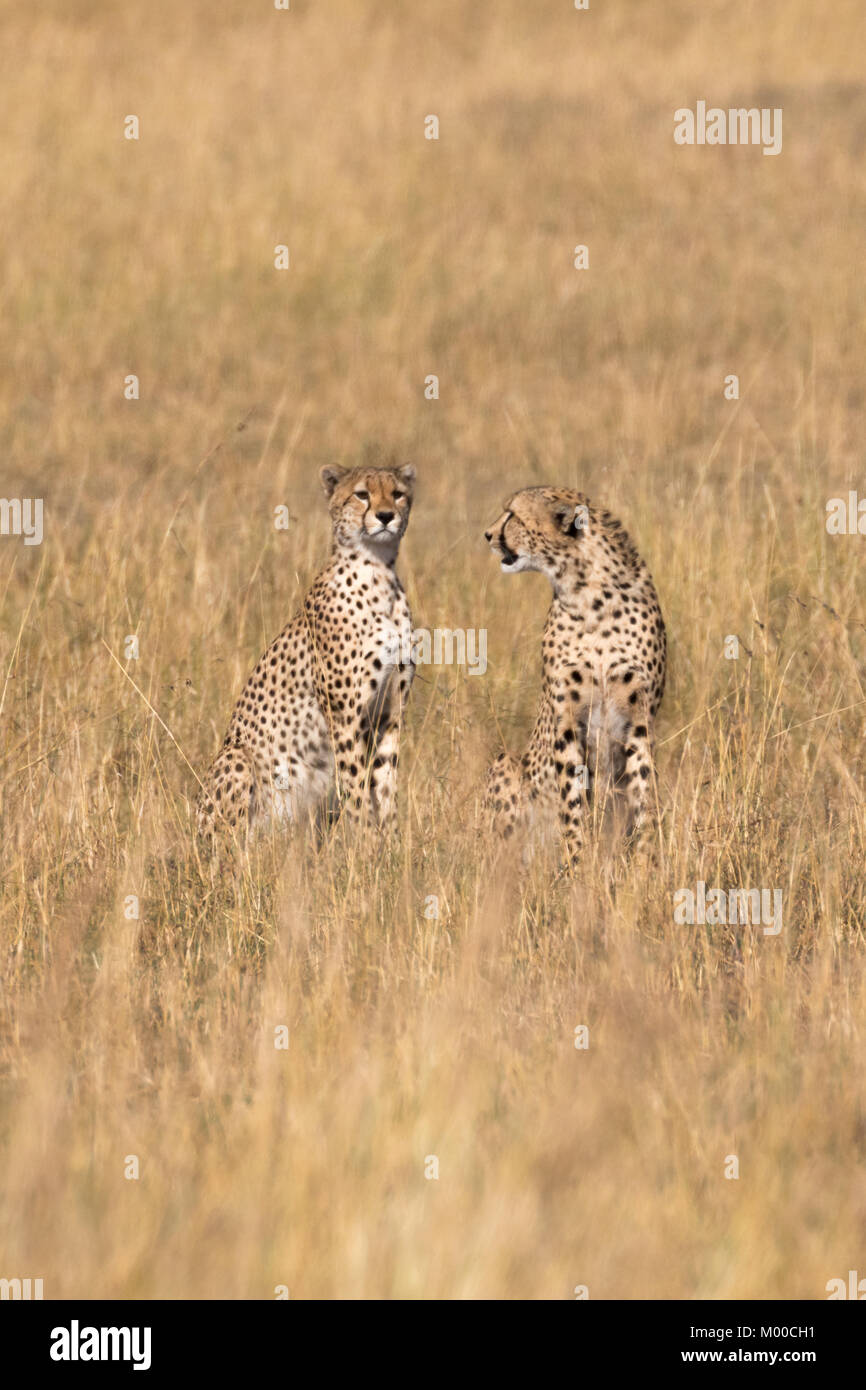 Una coppia di fratelli ghepardo seduto nella savana secca del Masai Mara, Kenya Foto Stock