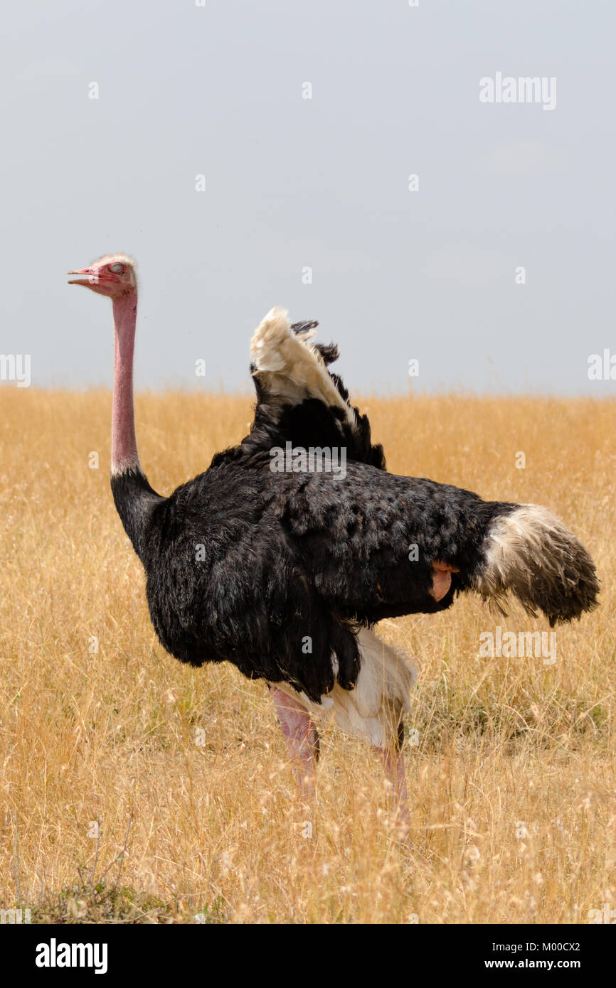 Un unico maschio struzzo Masai sulle pianure del Masai Mara Foto Stock