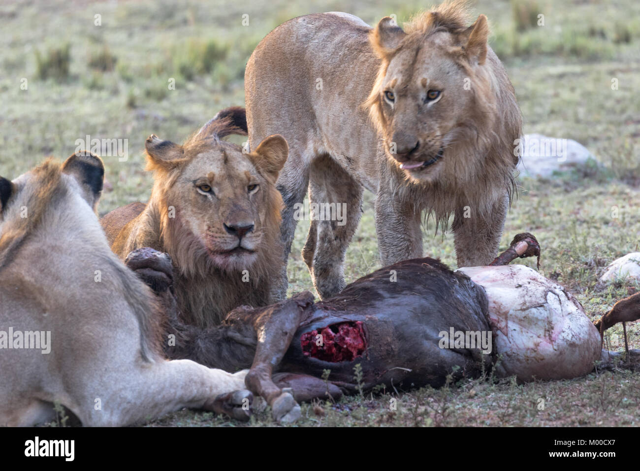 Un orgoglio dei leoni festa un recente wilderbeest kill Foto Stock