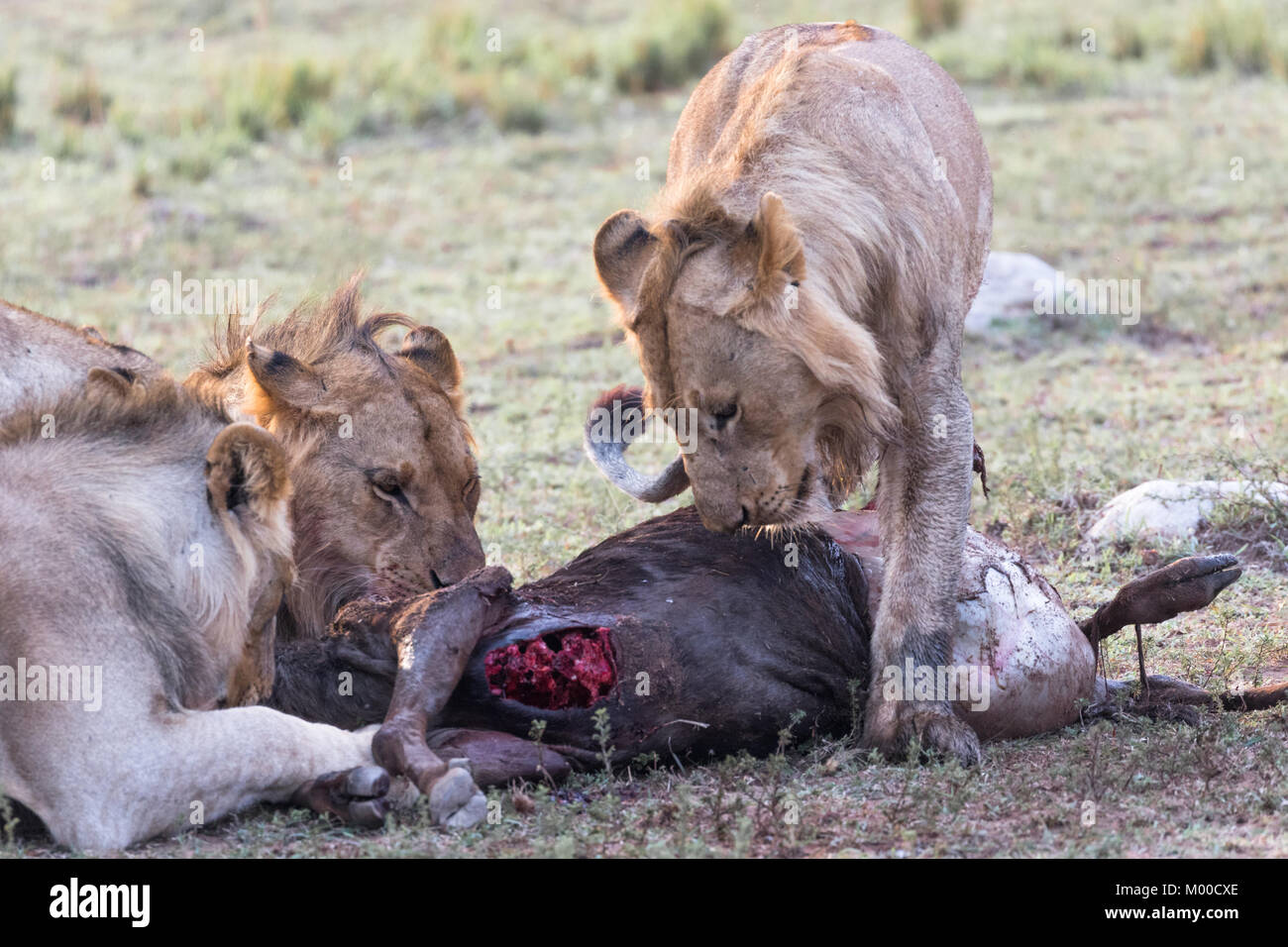 Un orgoglio dei leoni festa un recente wilderbeest kill Foto Stock