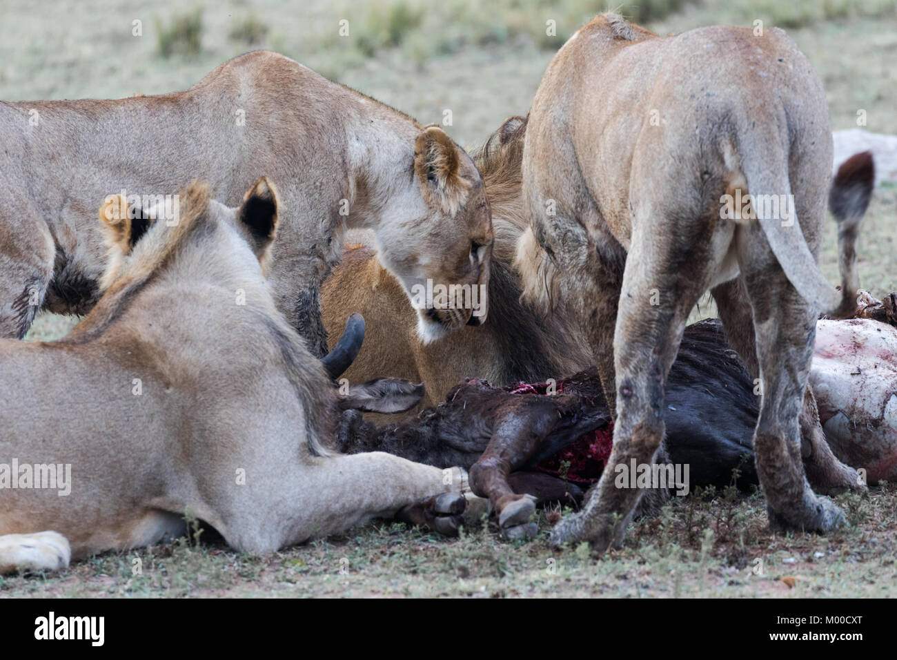 Un orgoglio dei leoni festa un recente wilderbeest kill Foto Stock