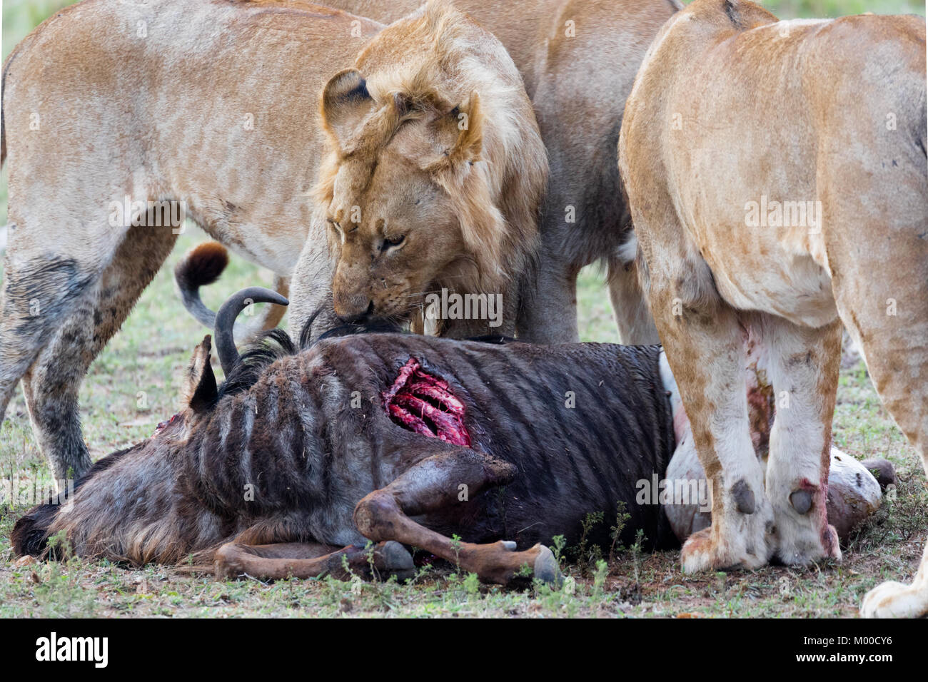 Un orgoglio dei leoni festa un recente wilderbeest kill Foto Stock