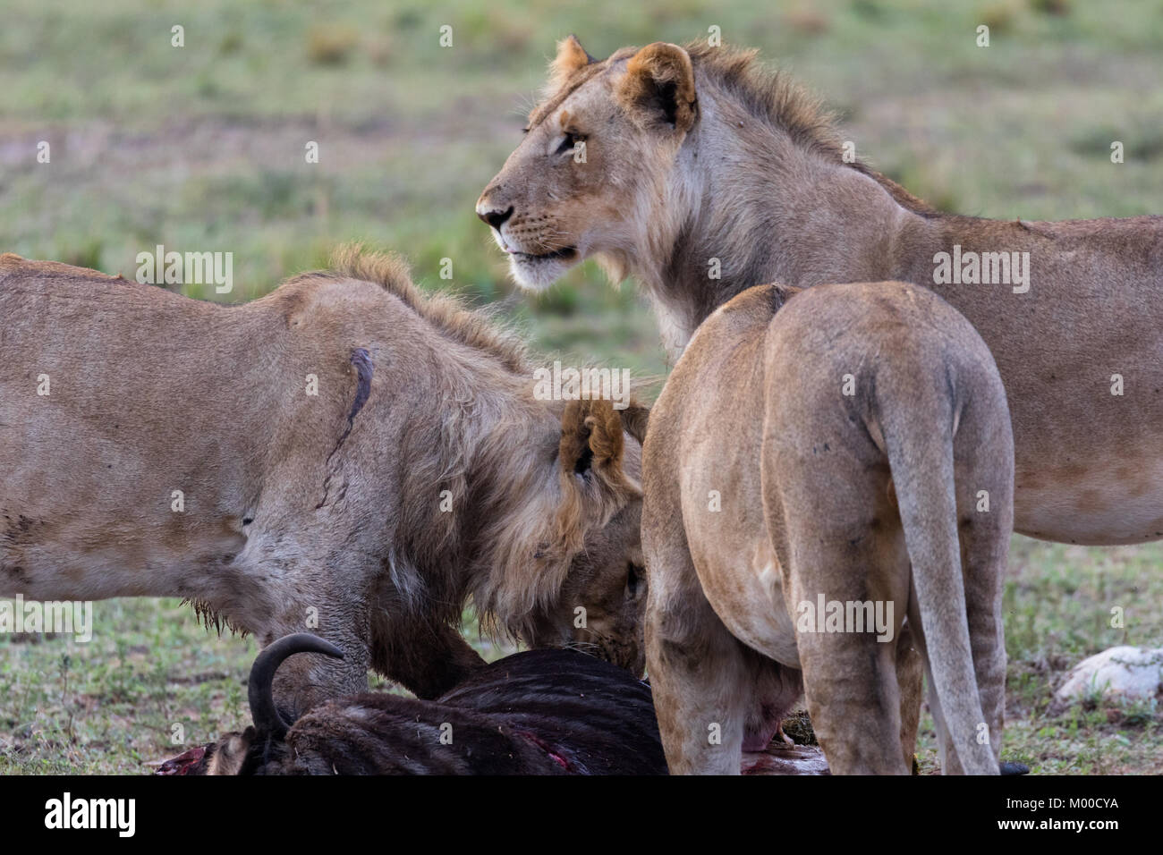 Un orgoglio dei leoni festa un recente wilderbeest kill Foto Stock