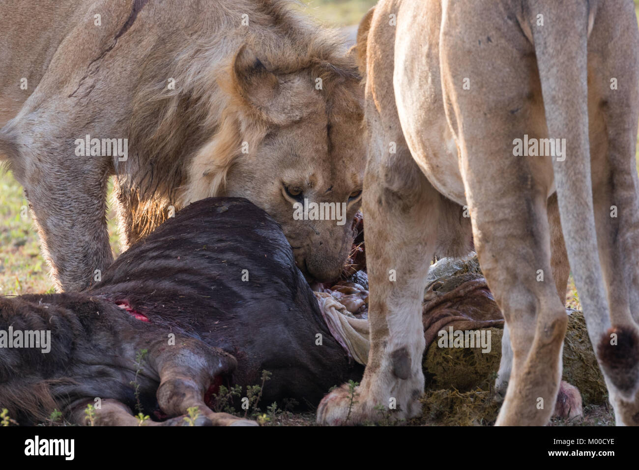 Un orgoglio dei leoni festa un recente wilderbeest kill Foto Stock