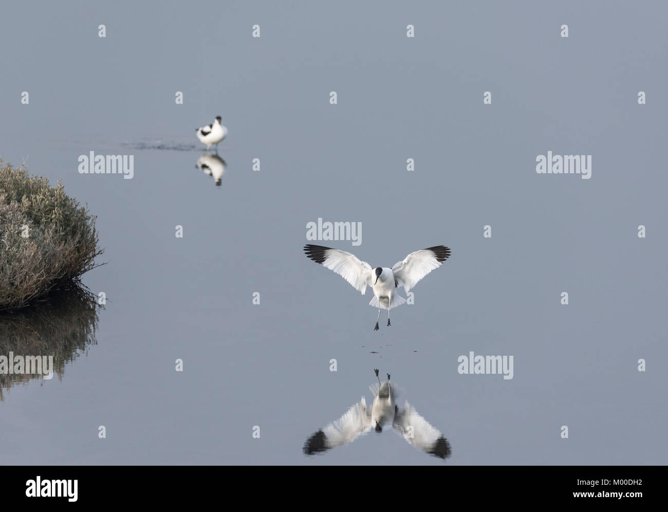 Avocette (Recurvirostra avosetta) volare sull'acqua Foto Stock