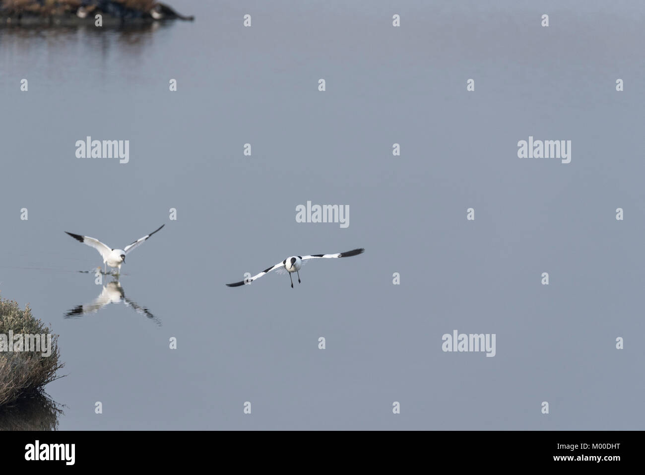 Avocette (Recurvirostra avosetta) volare sull'acqua Foto Stock
