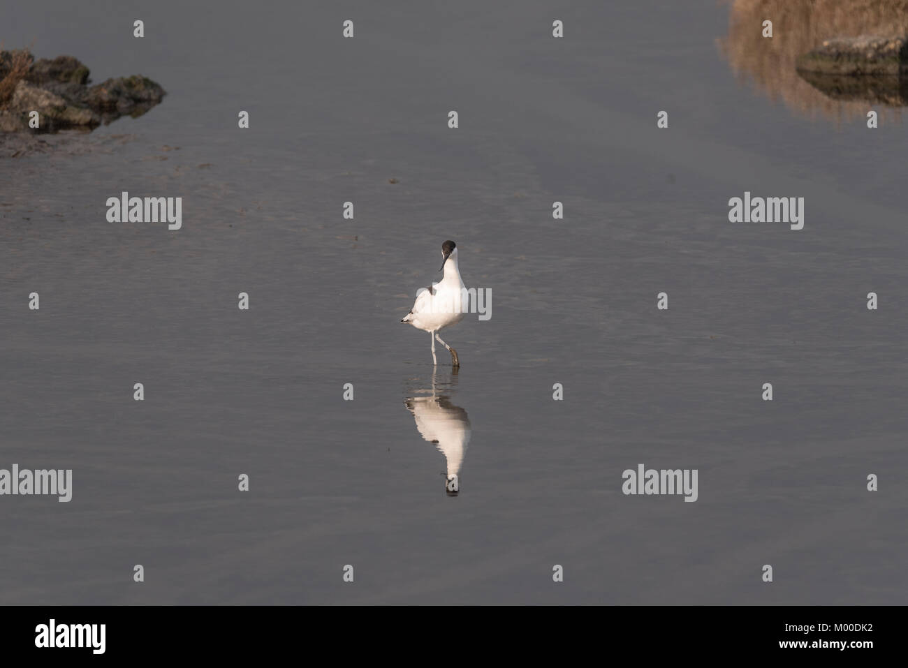 Avocet (Recurvirostra avosetta) wading Foto Stock