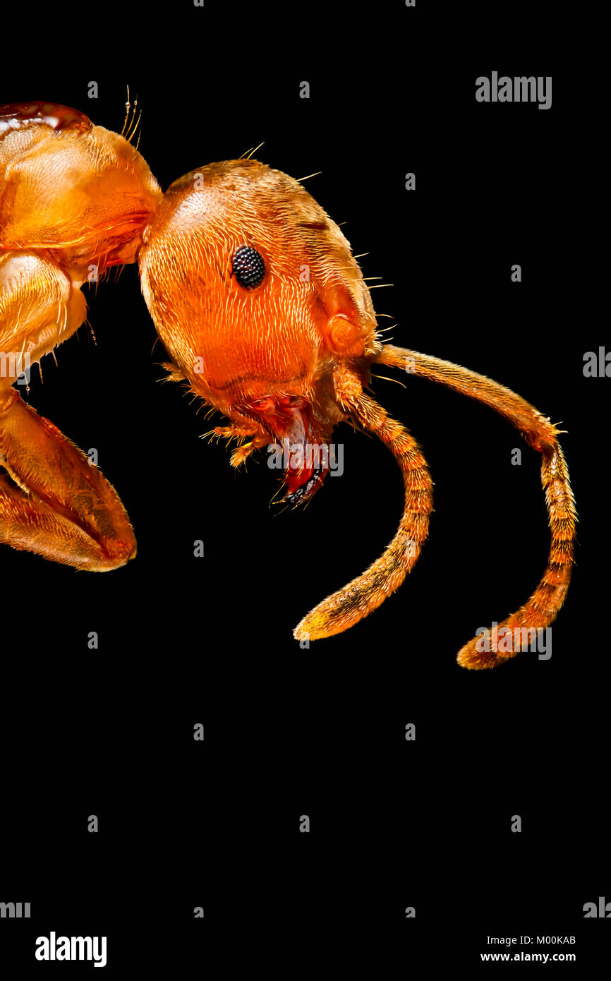 Un extreme close-up di un comune in lingua inglese il giardino rosso Ant, mostrando un buon dettaglio dell'occhio composto, antenne e mandibola Foto Stock