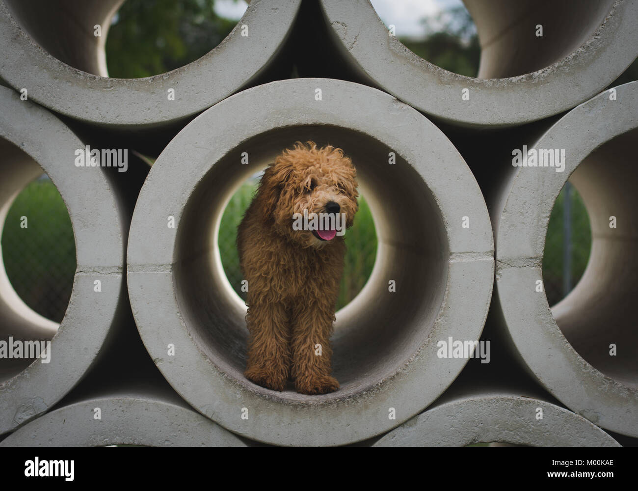 Mini golden doodle Foto Stock