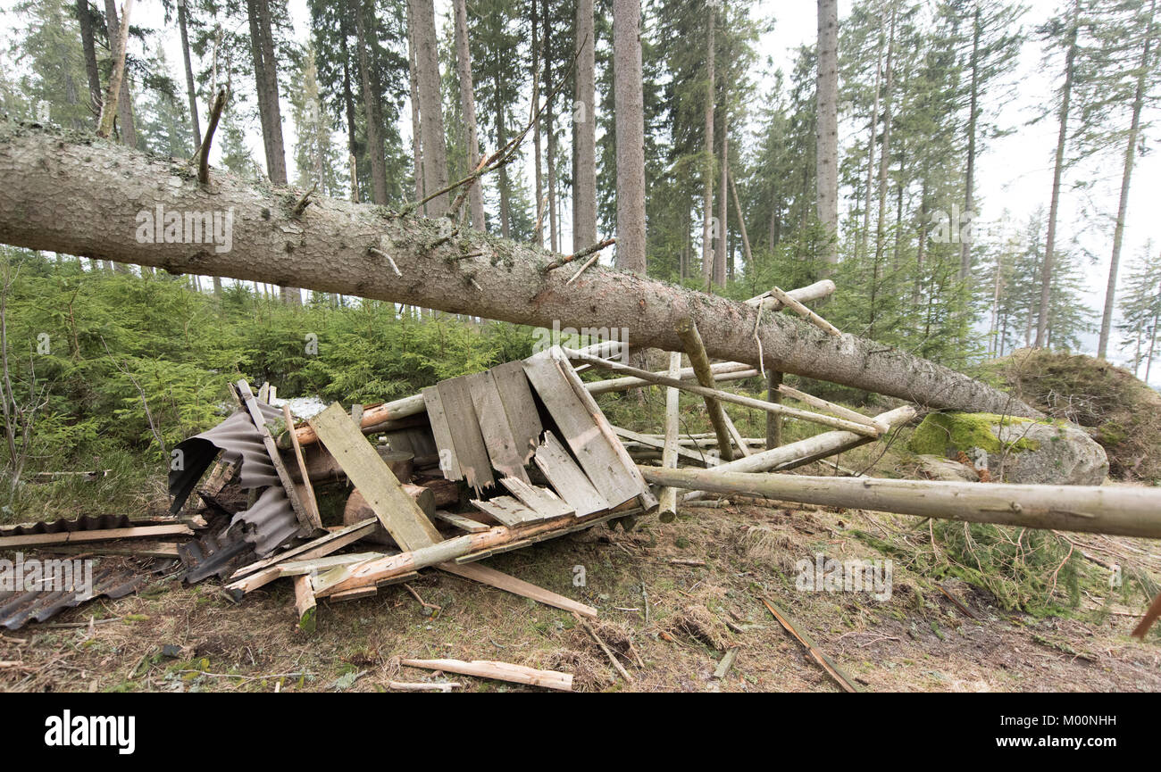 Schluchsee, Germania. Xii gen, 2018. Un albero caduto giace su un distrutto pesce persico vicino a Schluchsee, Germania, 12 gennaio 2018. Due settimana fa la tempesta davanti "Burglind' causato significativamente meno danni nelle foreste del sud-ovest rispetto a precedenti tempeste. Credito: Patrick Seeger/dpa/Alamy Live News Foto Stock