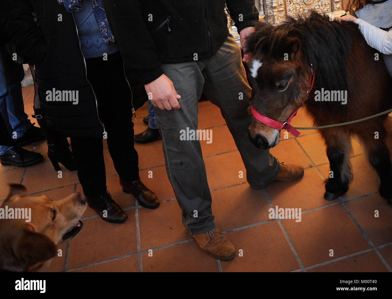 Malaga, Spagna. Xvii gen, 2018. Un pony sono stati benedetti da un sacerdote al di fuori di San Anton chiesa nel quartiere di Churriana. La festa di San Anton è una tradizione religiosa che si celebra ogni anno in Spagna con tutti i tipi di animali trasportati per i suoi proprietari verso le chiese per sono state benedette da un sacerdote, ricerca la benedizione del Santo patrono degli animali Credito: Gesù Merida/SOPA/ZUMA filo/Alamy Live News Foto Stock