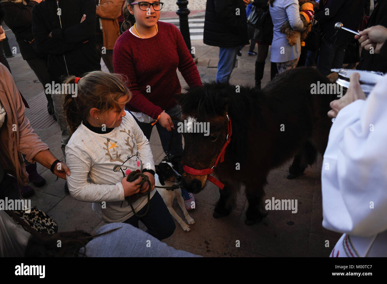 Malaga, Spagna. Xvii gen, 2018. Un pony sono stati benedetti da un sacerdote al di fuori di San Anton chiesa nel quartiere di Churriana. La festa di San Anton è una tradizione religiosa che si celebra ogni anno in Spagna con tutti i tipi di animali trasportati per i suoi proprietari verso le chiese per sono state benedette da un sacerdote, ricerca la benedizione del Santo patrono degli animali Credito: Gesù Merida/SOPA/ZUMA filo/Alamy Live News Foto Stock
