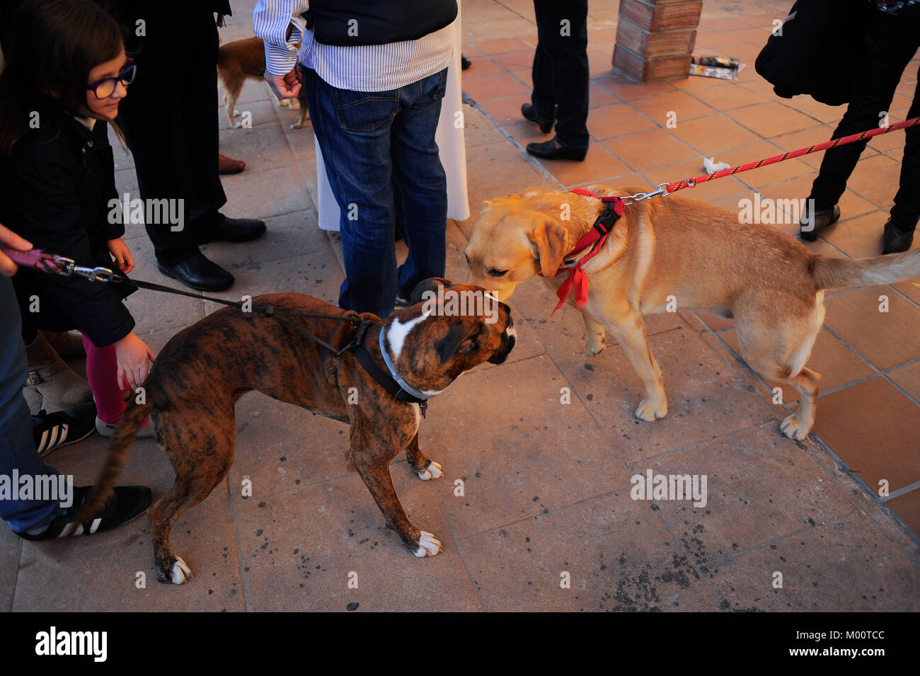 Malaga, Spagna. Xvii gen, 2018. Cani gioca prima di essere benedetti da un sacerdote al di fuori di San Anton chiesa nel quartiere di Churriana. La festa di San Anton è una tradizione religiosa che si celebra ogni anno in Spagna con tutti i tipi di animali trasportati per i suoi proprietari verso le chiese per sono state benedette da un sacerdote, ricerca la benedizione del Santo patrono degli animali Credito: Gesù Merida/SOPA/ZUMA filo/Alamy Live News Foto Stock