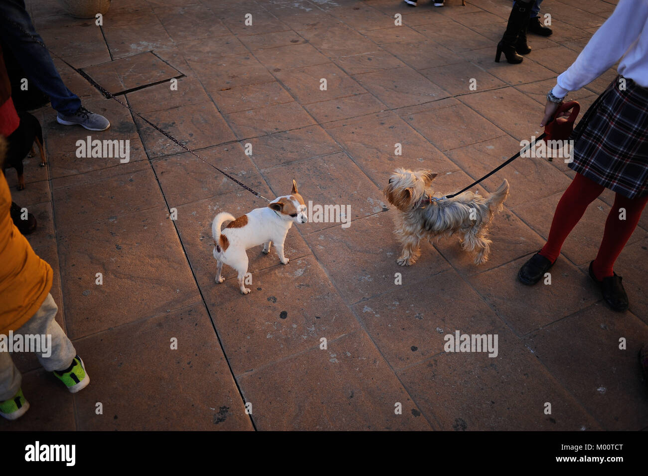 Malaga, Spagna. Xvii gen, 2018. Due cani prima di essere benedetti da un sacerdote al di fuori di San Anton chiesa nel quartiere di Churriana. La festa di San Anton è una tradizione religiosa che si celebra ogni anno in Spagna con tutti i tipi di animali trasportati per i suoi proprietari verso le chiese per sono state benedette da un sacerdote, ricerca la benedizione del Santo patrono degli animali Credito: Gesù Merida/SOPA/ZUMA filo/Alamy Live News Foto Stock