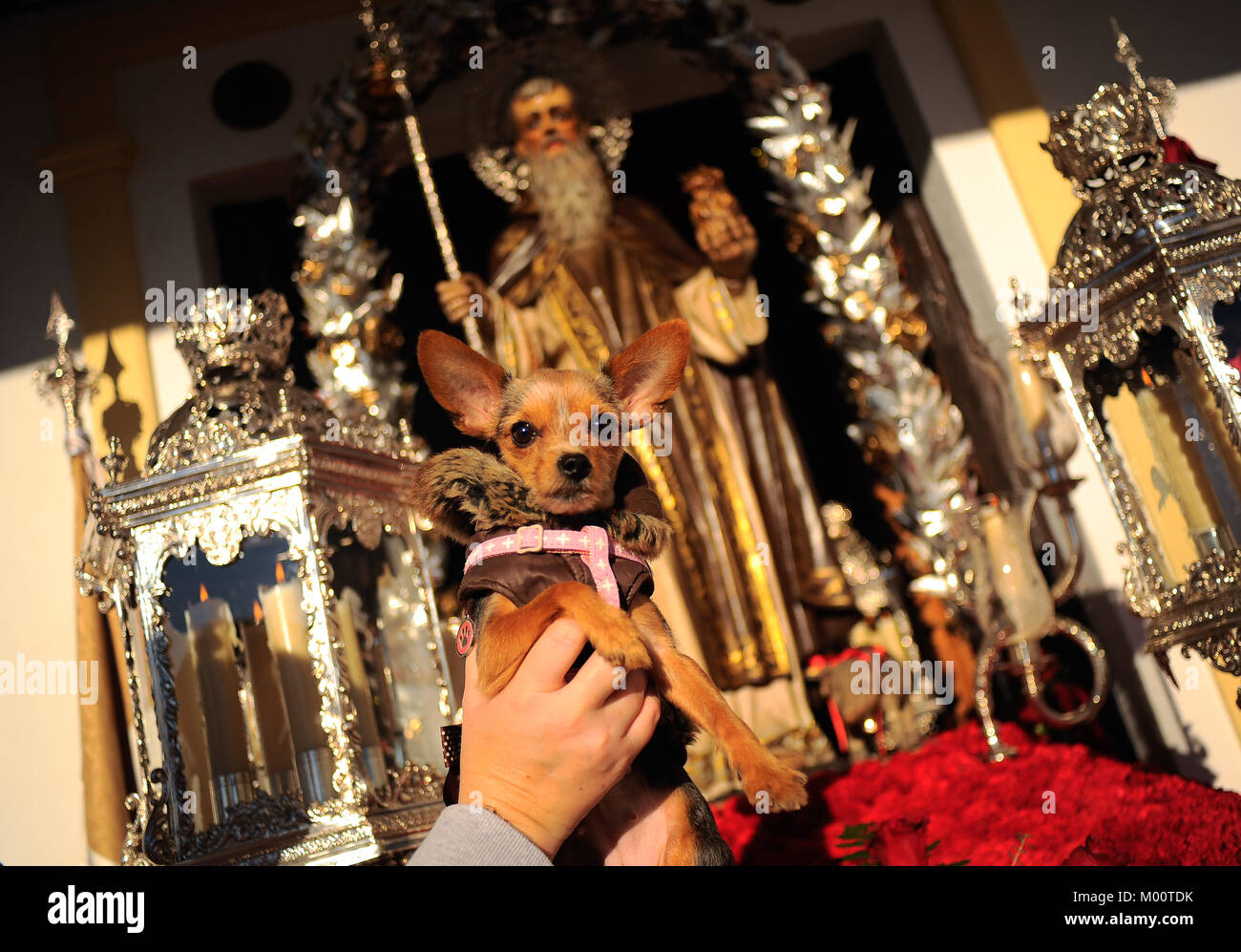 Malaga, Spagna. Xvii gen, 2018. Una donna che sorregge un cane nella parte anteriore della statua di San Anton dopo essere stata benedetta da un sacerdote al di fuori di San Anton chiesa nel quartiere di Churriana. La festa di San Anton è una tradizione religiosa che si celebra ogni anno in Spagna con tutti i tipi di animali trasportati per i suoi proprietari verso le chiese per sono state benedette da un sacerdote, ricerca la benedizione del Santo patrono degli animali Credito: Gesù Merida/SOPA/ZUMA filo/Alamy Live News Foto Stock