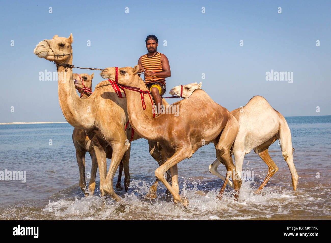 Ras Al Khaimah Ras Al Khaimah Emirati Arabi Uniti. Xxv Sep, 2017. Un gestore di cammello giostre i suoi cammelli fuori dell'acqua dopo che aveva lavato e bagnata in mare per liberarsi delle zecche e pulci.L'acqua salata dal mare li aiuta a sbarazzarsi di zecche, pulci e altri parassiti. La balneazione cammelli in questo modo è una vecchia tradizione araba, ma è sempre meno comuni nella regione a causa di nuovi alberghi e resorts in corso di costruzione lungo la linea costiera. Un altro fatto è che non ci sono più veterinario cliniche disponibili per i cammelli per essere trattati. Credito: Mike gancio/SOPA/ZUMA filo/Alamy Live News Foto Stock