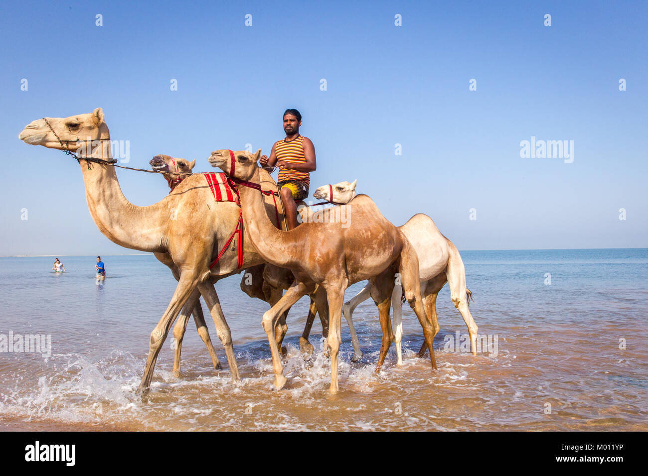 Ras Al Khaimah Ras Al Khaimah Emirati Arabi Uniti. Xxv Sep, 2017. Un gestore di cammello giostre i suoi cammelli fuori dell'acqua dopo che aveva lavato e bagnata di liberarsi delle zecche e pulci.L'acqua salata dal mare li aiuta a sbarazzarsi di zecche, pulci e altri parassiti. La balneazione cammelli in questo modo è una vecchia tradizione araba, ma è sempre meno comuni nella regione a causa di nuovi alberghi e resorts in corso di costruzione lungo la linea costiera. Un altro fatto è che non ci sono più veterinario cliniche disponibili per i cammelli per essere trattati. Credito: Mike gancio/SOPA/ZUMA filo/Alamy Live News Foto Stock