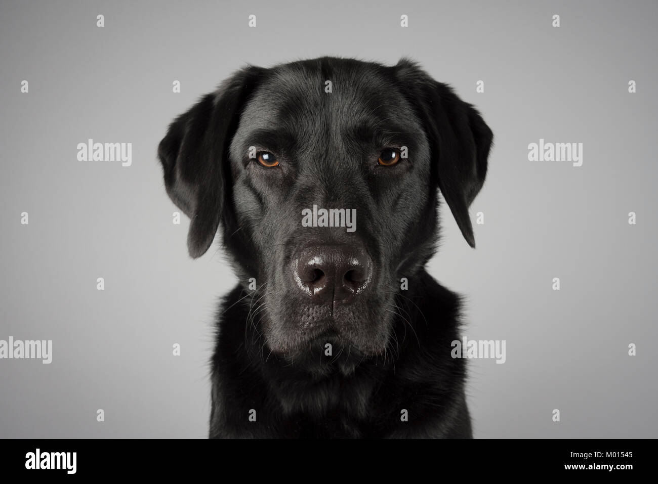 Ritratto di un cane da compagnia nel Regno Unito Foto Stock