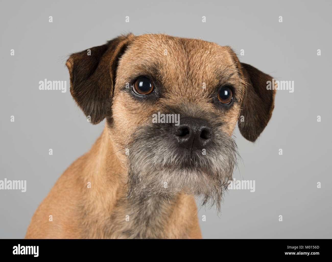 Ritratto di un cane da compagnia (border terrier, maschio, 3 anni) nel Regno Unito Foto Stock