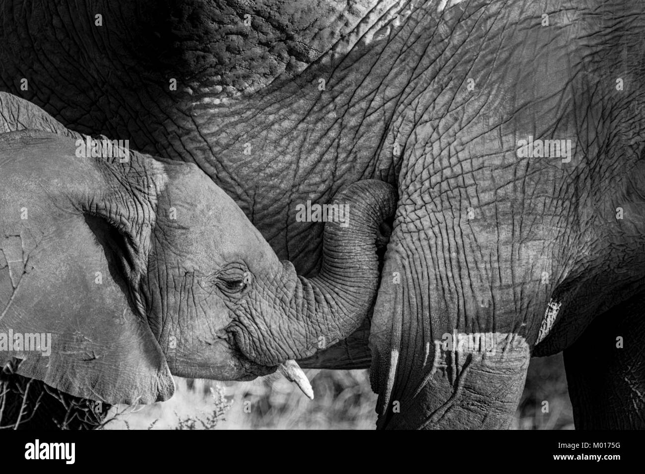 Immagine in bianco e nero di un bambino Elefante africano Loxodonta africana, mostrando affetto a sua madre, Bufalo Springs Game Reserve, Kenya, Africa Foto Stock