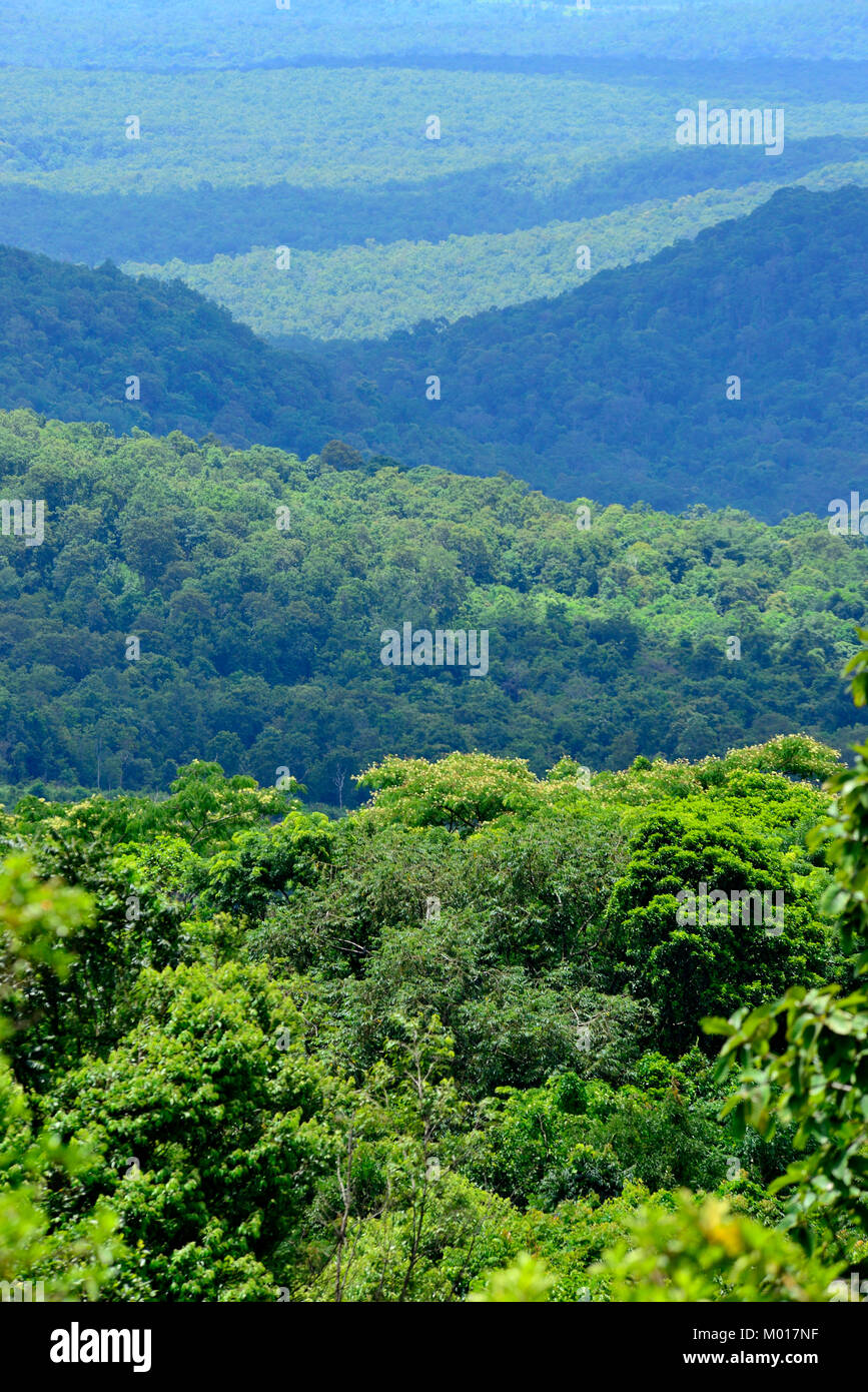 La giungla di zone di Mondulkiri (alberi oceano o Samot Cheur) vicino a Lao Ka, Sen Monorom, Cambogia Foto Stock