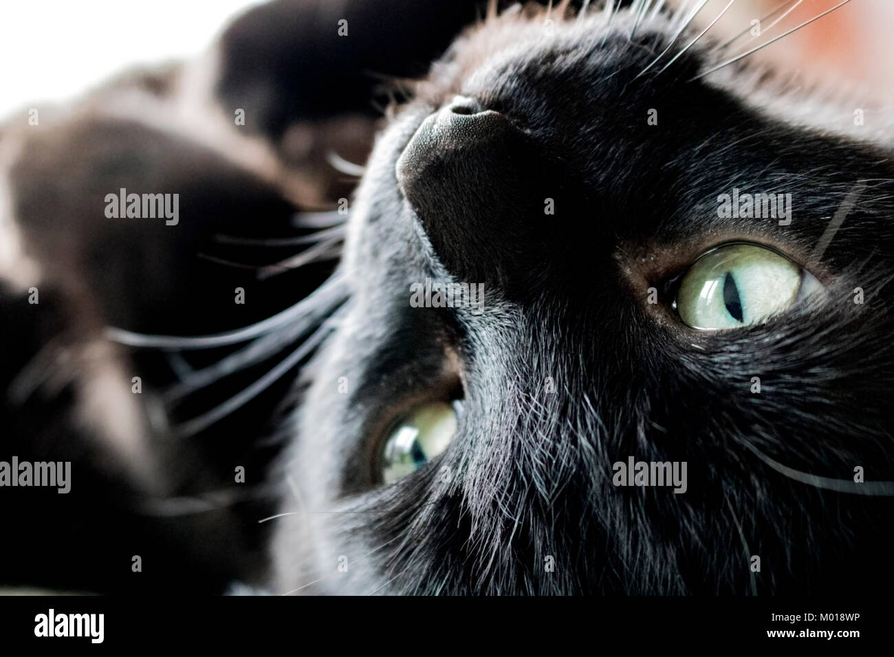 Gatto nero crogiolarsi al sole Foto Stock
