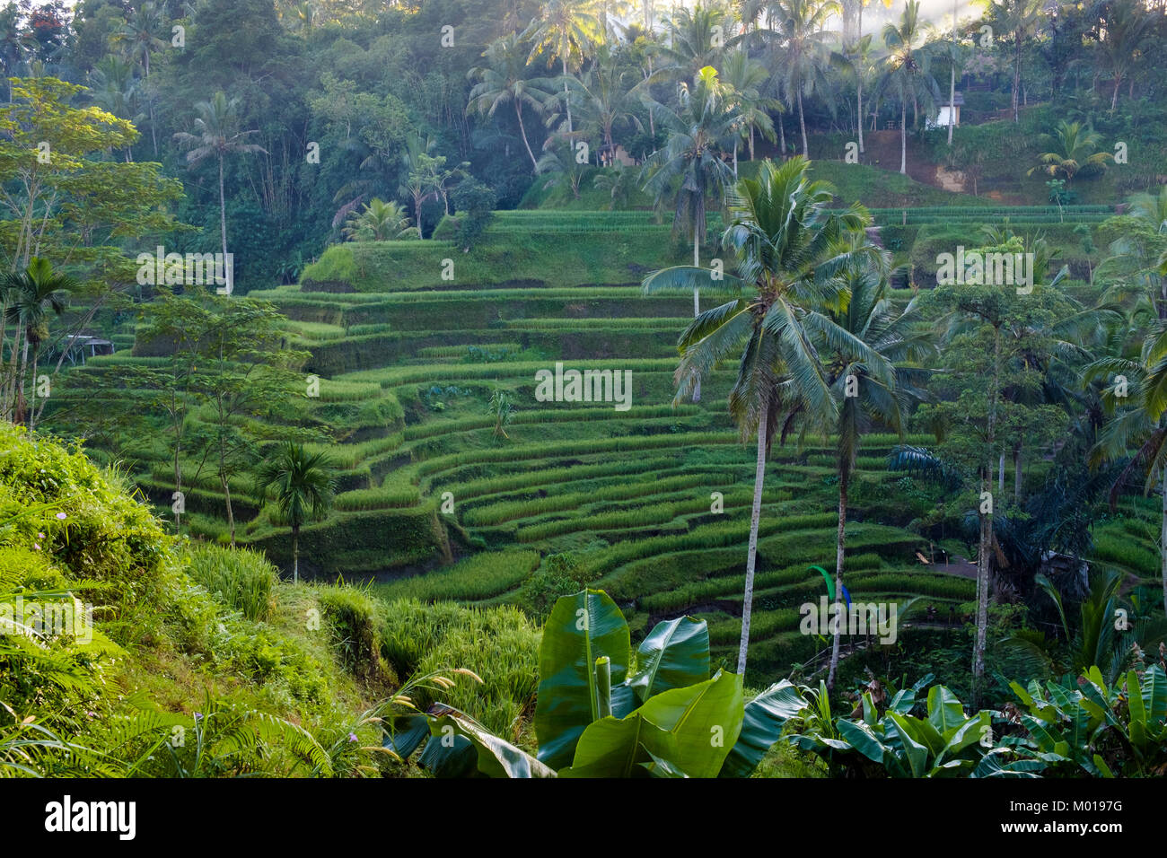 Il Tegallalang terrazze di riso nei pressi di Ubud, Bali, Indonesia. Foto Stock