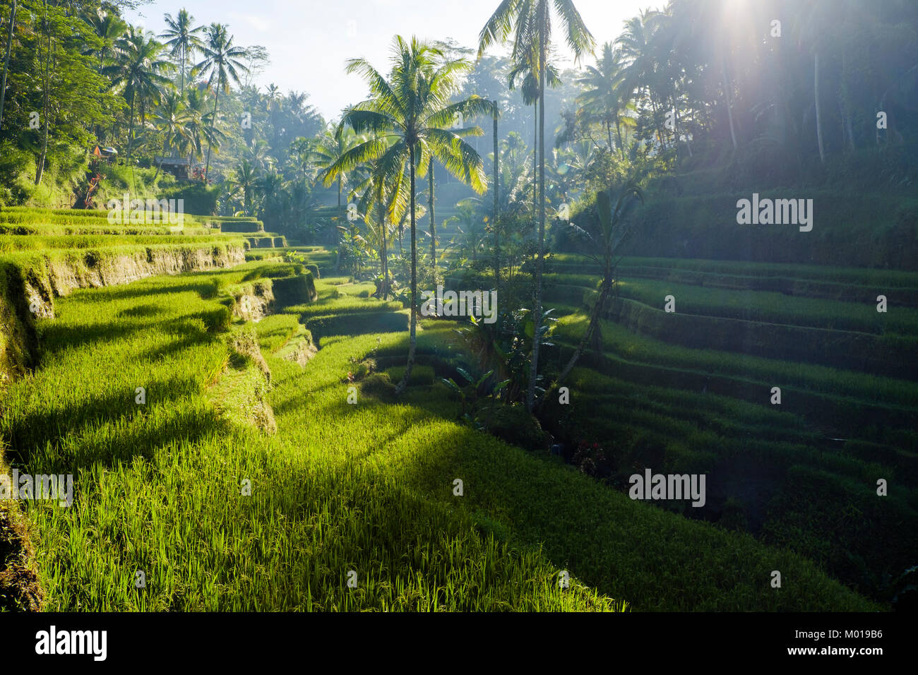 Il Tegallalang terrazze di riso nei pressi di Ubud, Bali, Indonesia. Foto Stock