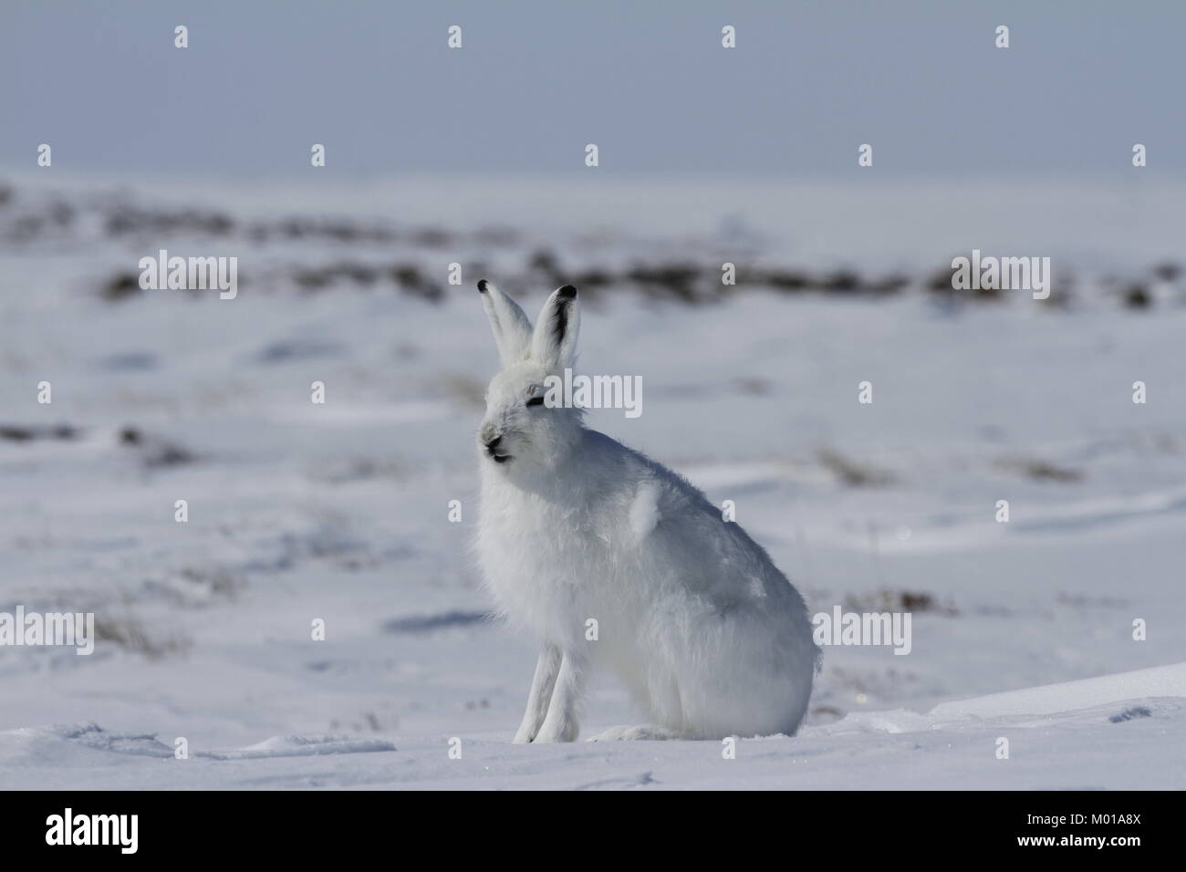 Arctic lepre (Lepus arcticus) seduti sulla neve e l effusione del suo cappotto invernale, Nunavut Canada Foto Stock