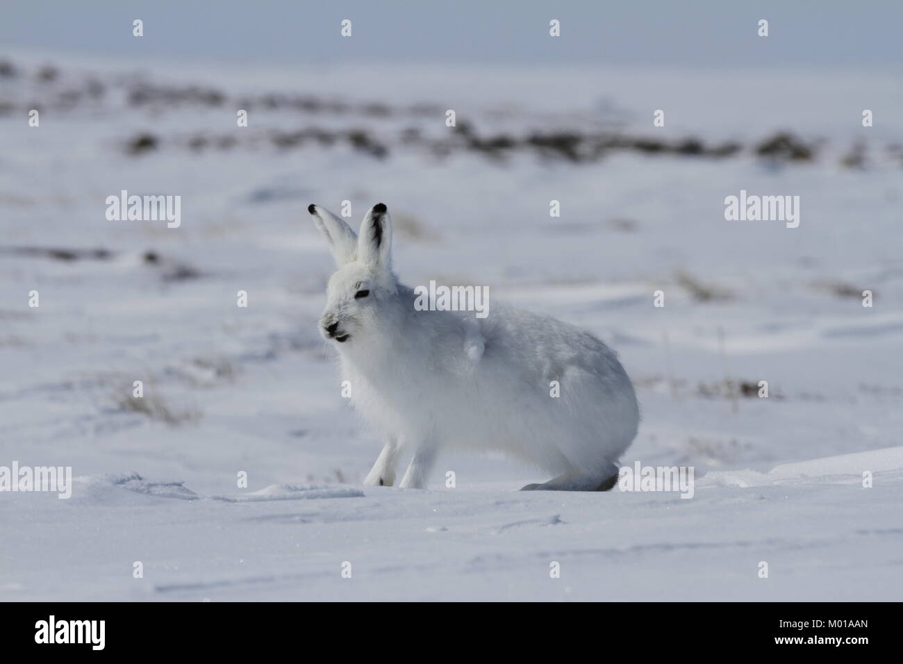 Arctic lepre (Lepus arcticus) ottenendo pronto al grande salto mentre è seduto sulla neve e l effusione del suo cappotto invernale, Nunavut Canada Foto Stock