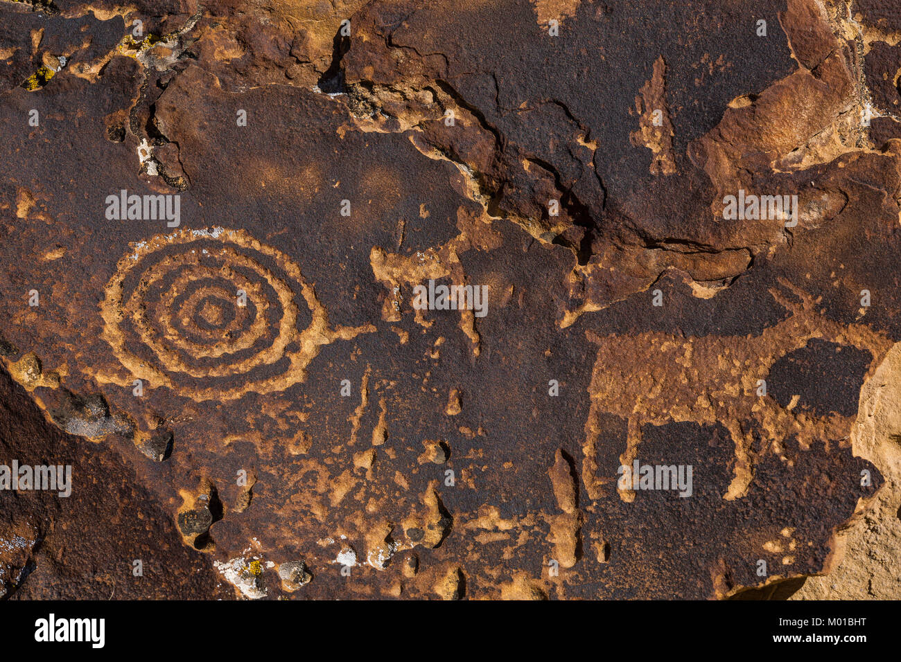 Petroglyph pannello con due animali di gioco e cerchi concentrici in Nine Mile Canyon dello Utah, Stati Uniti d'America Foto Stock