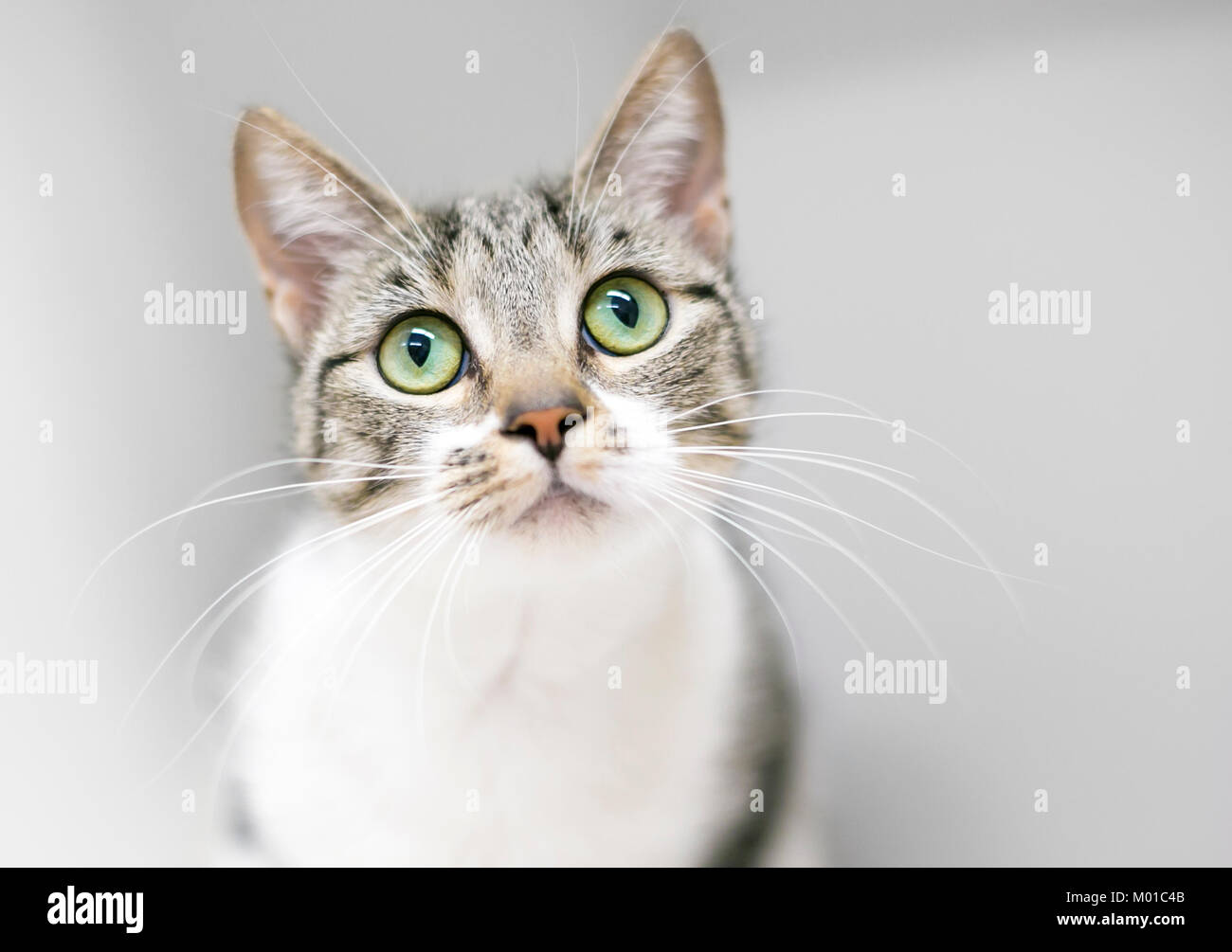 Un tabby e bianco shorthaired cat guardando verso l'alto Foto Stock