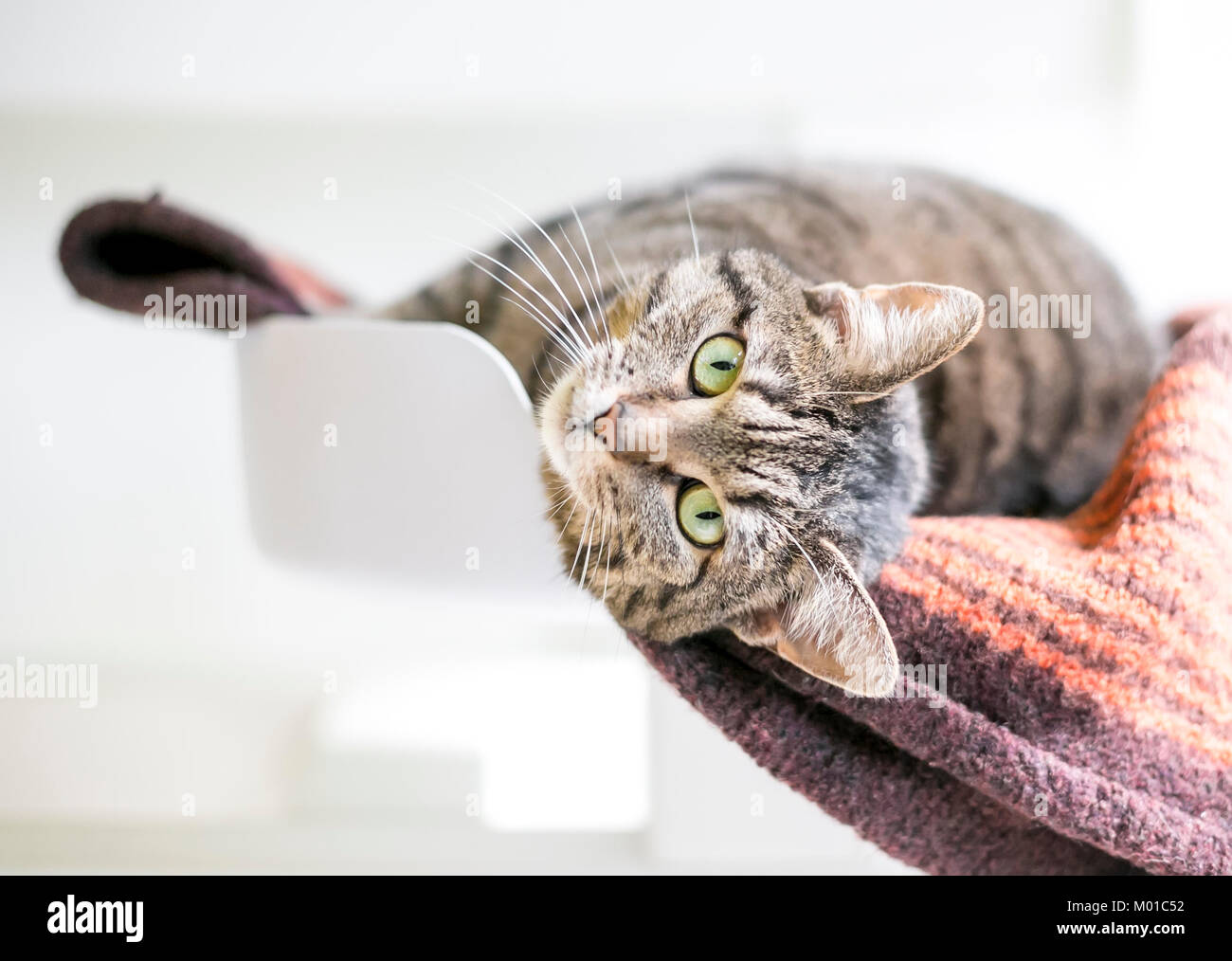Un brown tabby cat rilassante sul suo lato Foto Stock