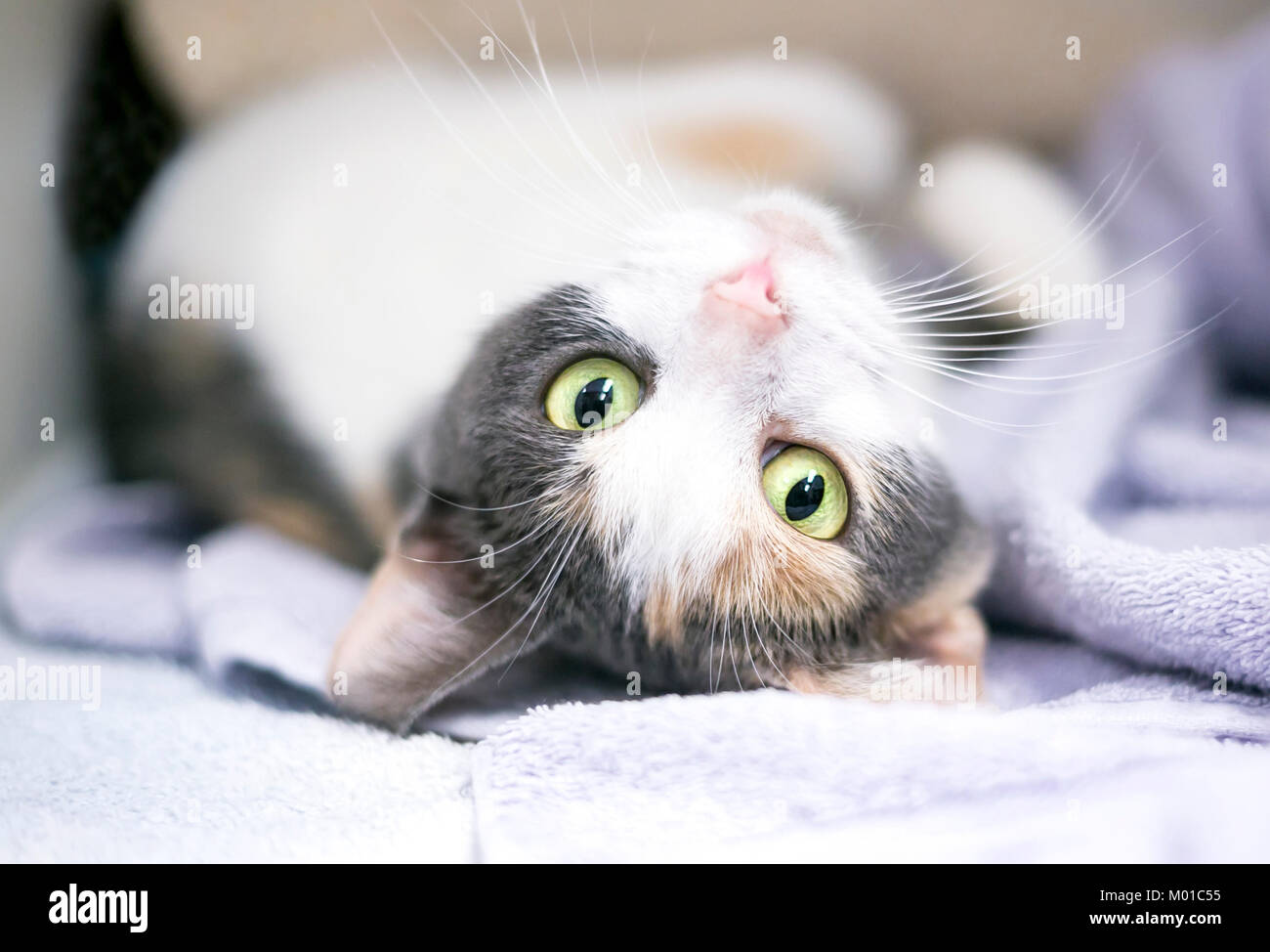 Un diluisca gatta calico giacente capovolto sulla sua schiena Foto Stock