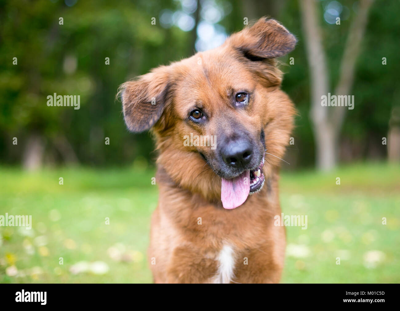 Ritratto di un fuzzy razza cane all'aperto Foto Stock
