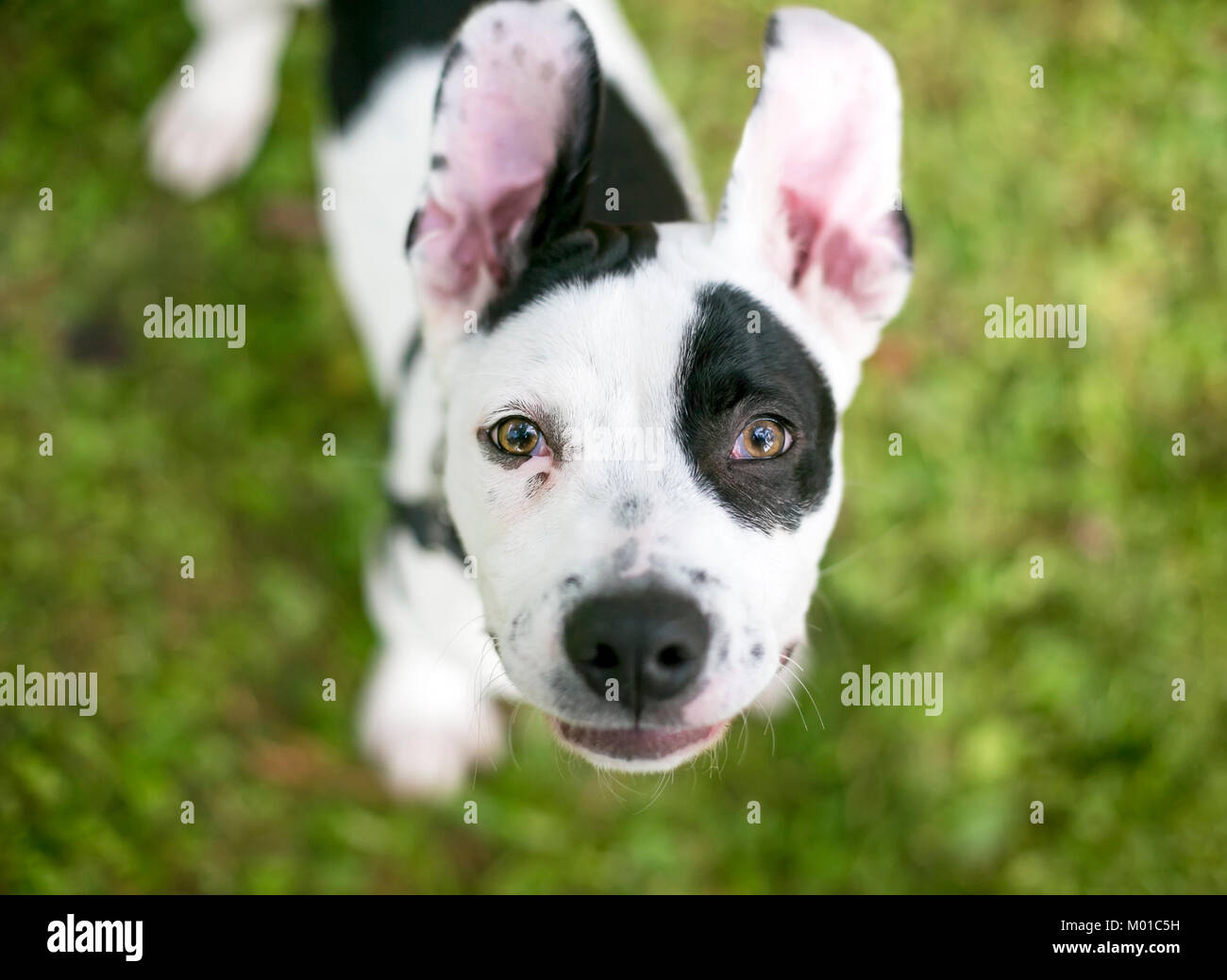 Un bianco e nero cucciolo maculato con un floppy orecchie cercando Foto Stock