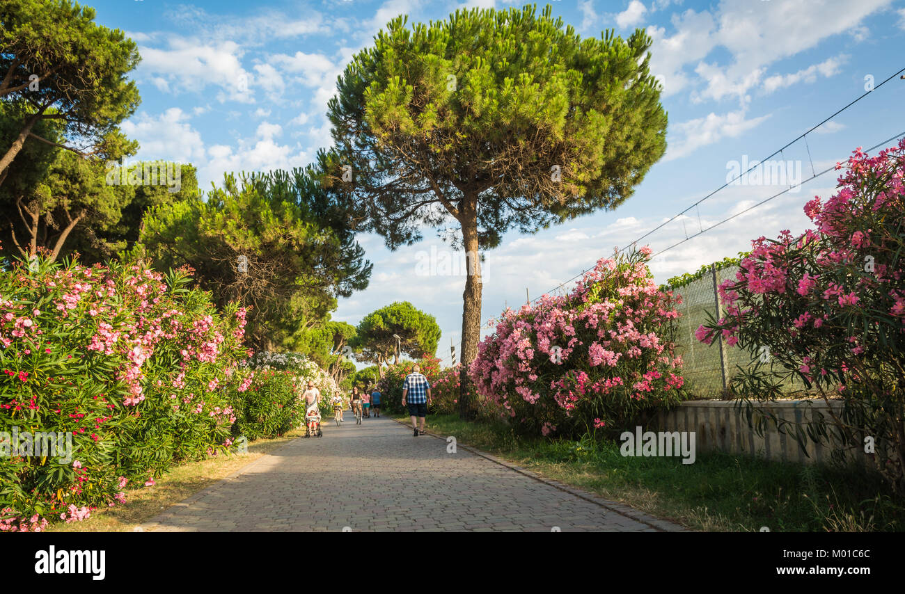 Pineto degli Abruzzi è anche noto come 'Lido delle Rose' a causa della grande varietà di rose. Foto Stock