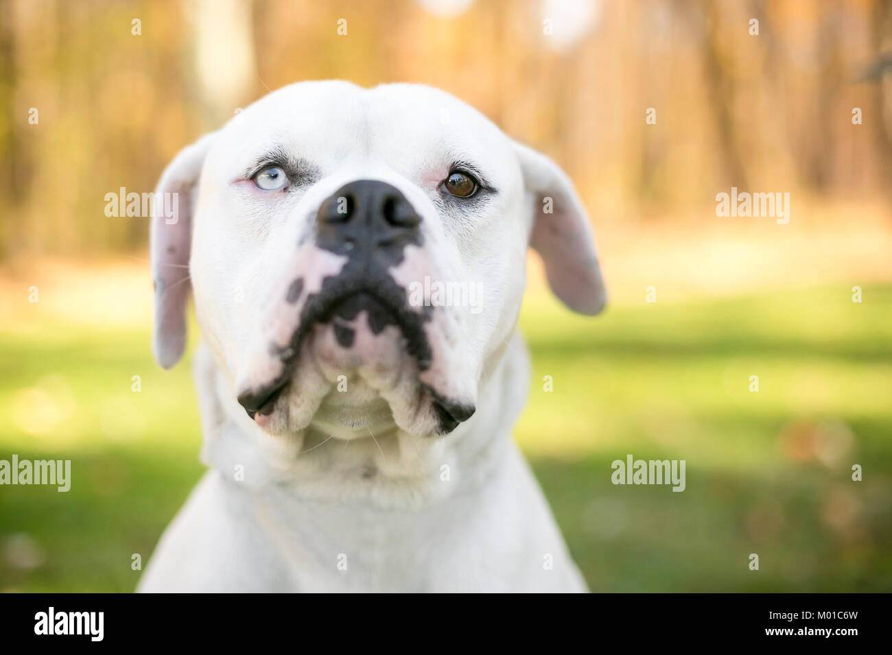Ritratto di un bianco American Bulldog con heterochromia, un occhio azzurro e un occhio marrone Foto Stock