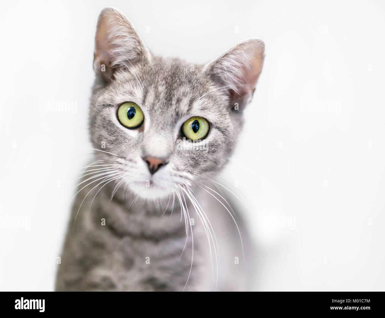 Ritratto di un grigio domestico tabby shorthair cat Foto Stock