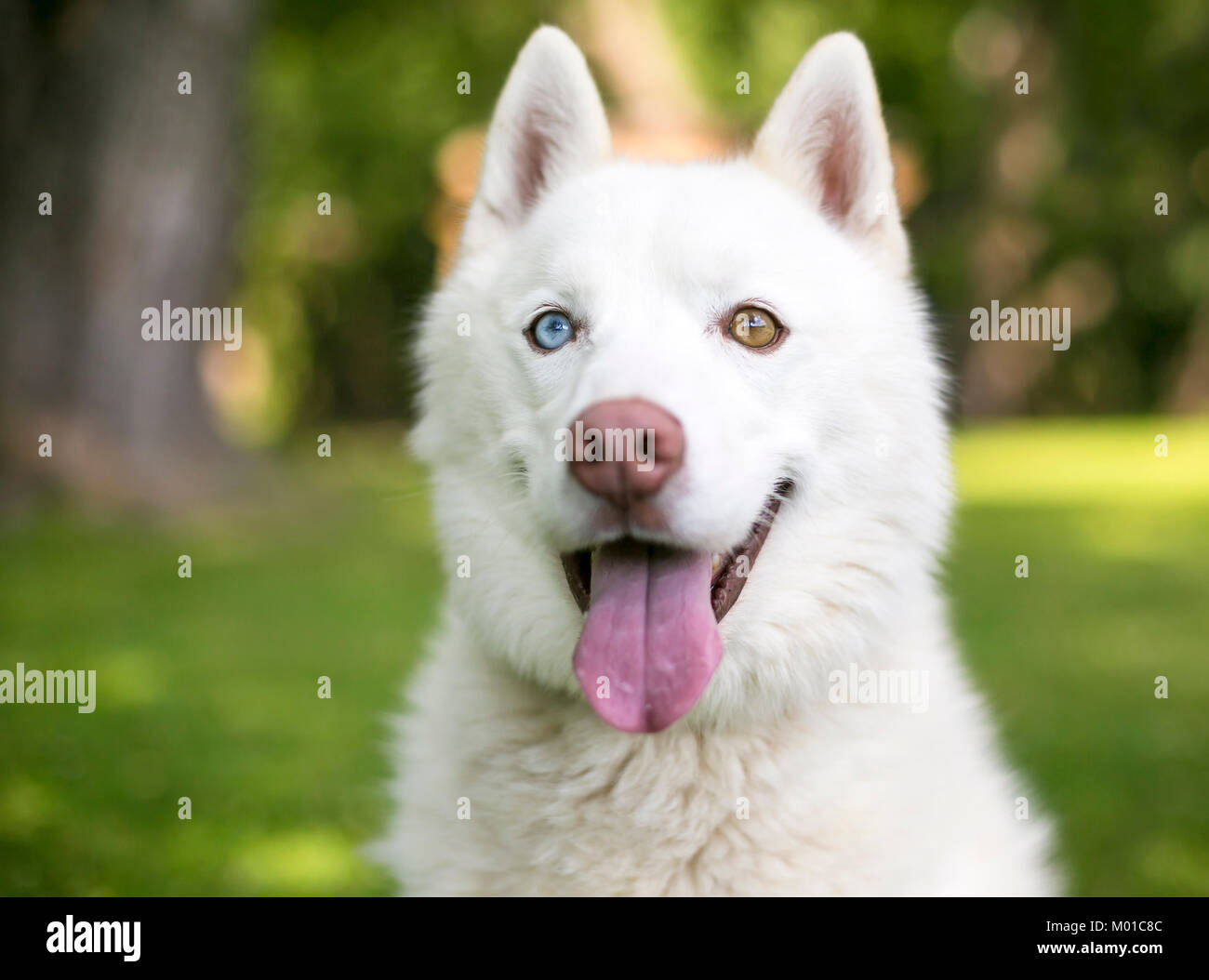 Chiudere fino a un bianco di cani husky heterochromia con un occhio azzurro e un occhio marrone Foto Stock