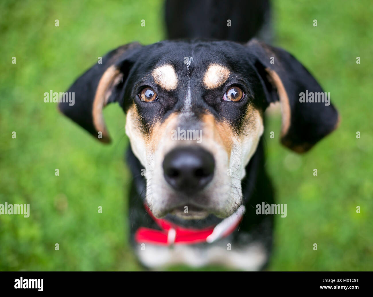 Close up di un nero e tan Hound razza cane con orecchie floppy Foto Stock