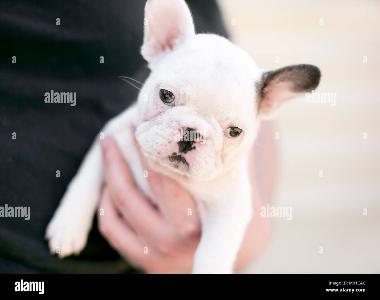 Uomo con un adorabile bulldog francese cucciolo Foto Stock