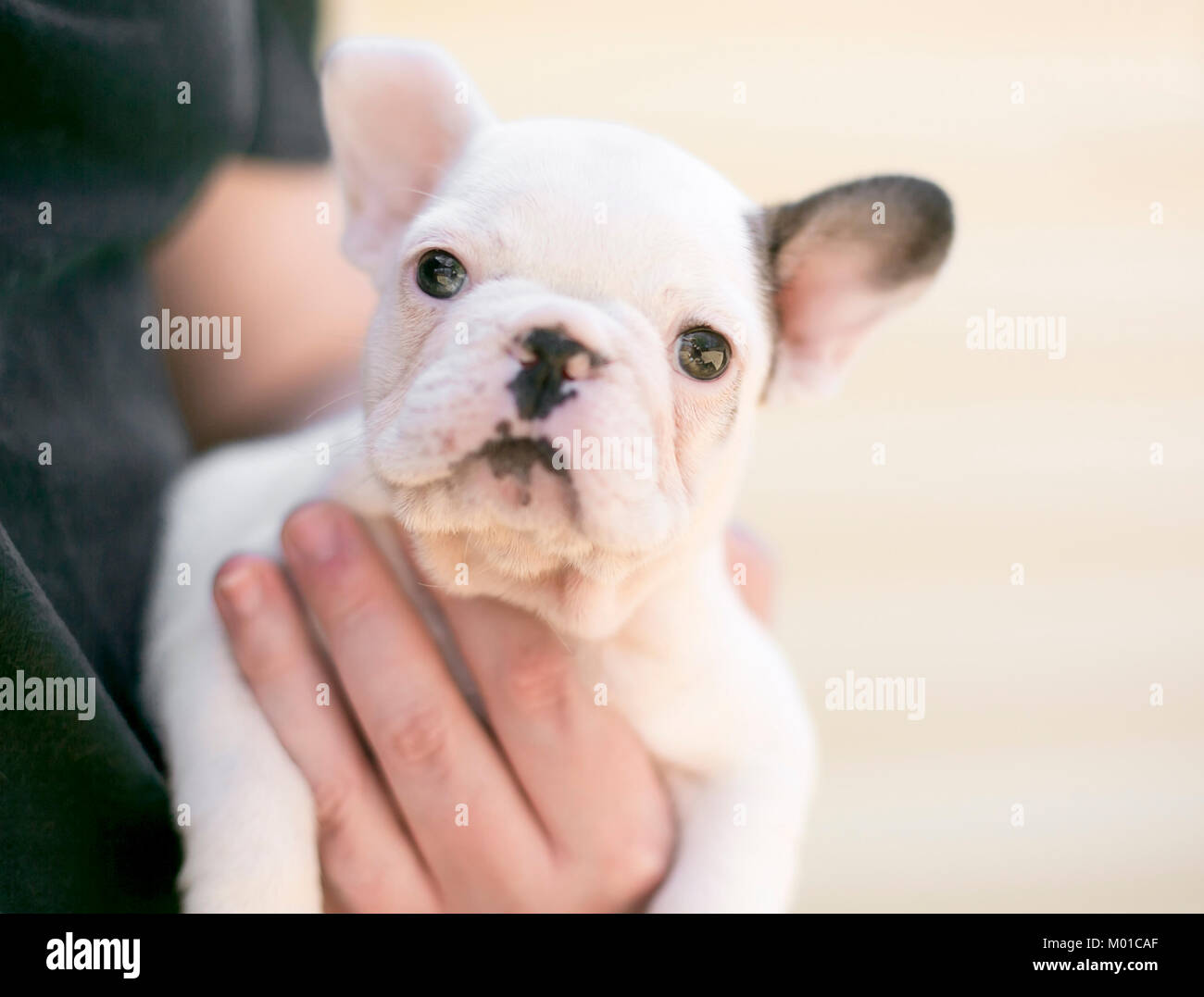 Uomo con un adorabile bulldog francese cucciolo Foto Stock