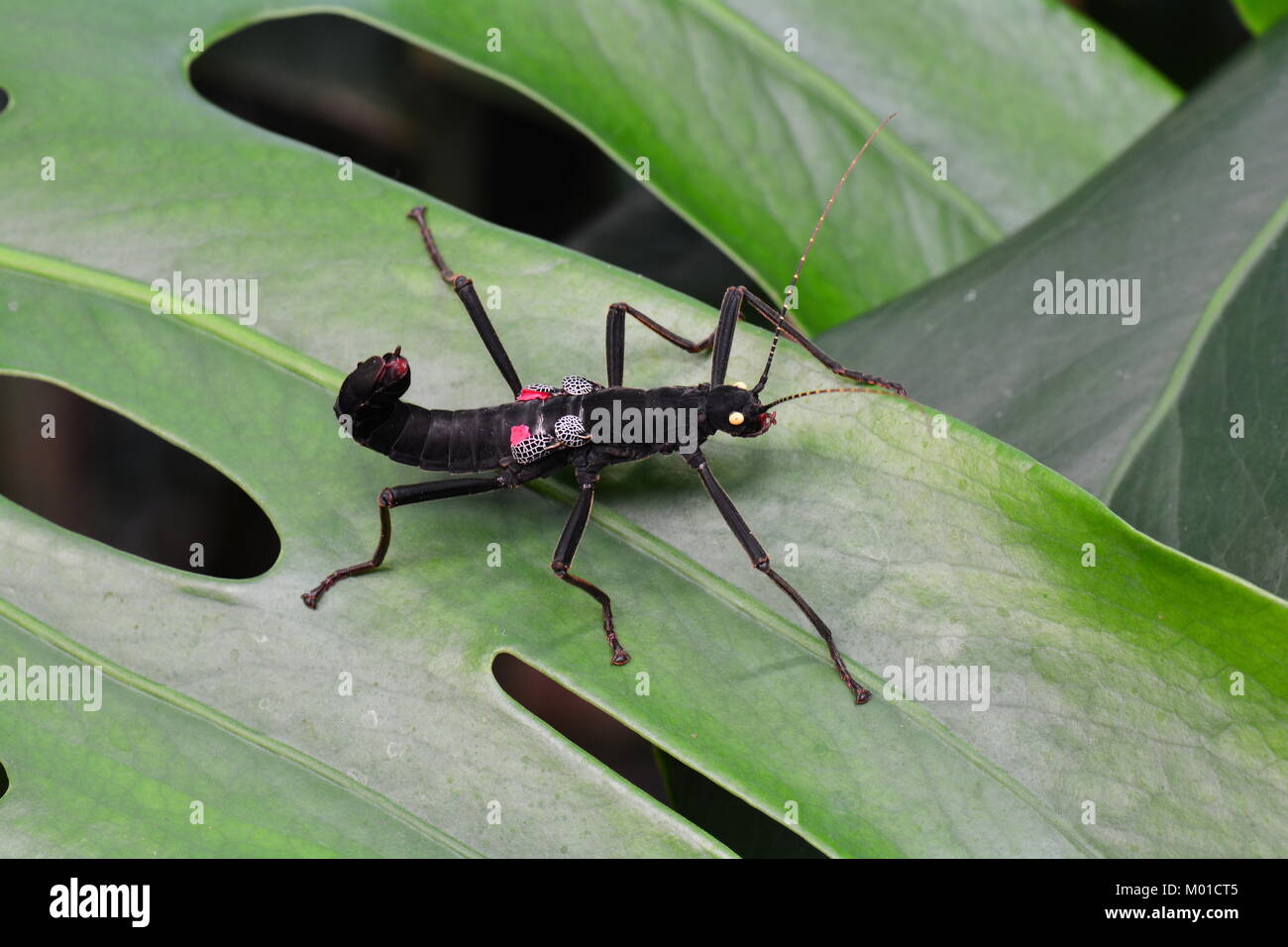 Un oro-eyed stick insetto si siede su una foglia di pianta nei giardini di ottenere i suoi cuscinetti per l'avventura. Foto Stock