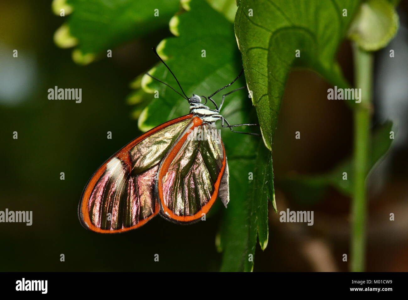 Una graziosa farfalla con ala di vetro atterra su una foglia nei giardini per una visita. Foto Stock