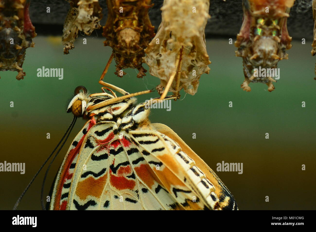 Una farfalla lacewing emerge dal suo bozzolo per avviare un nuovo ciclo di vita nei giardini. Foto Stock