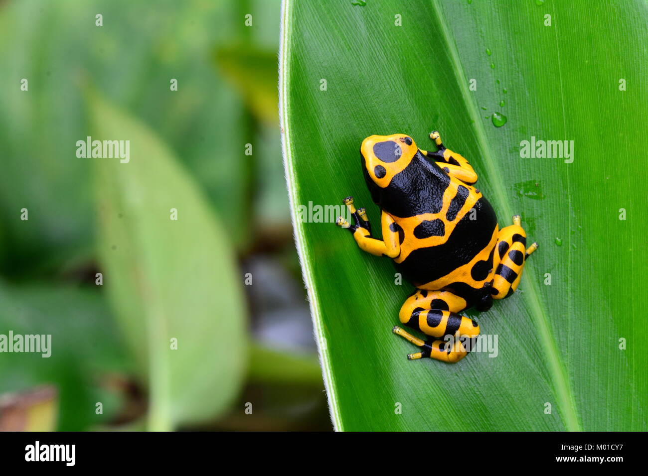 Un bel po' di Bumble Bee veleno colorato dart frog si siede su una foglia di pianta nei giardini. Foto Stock