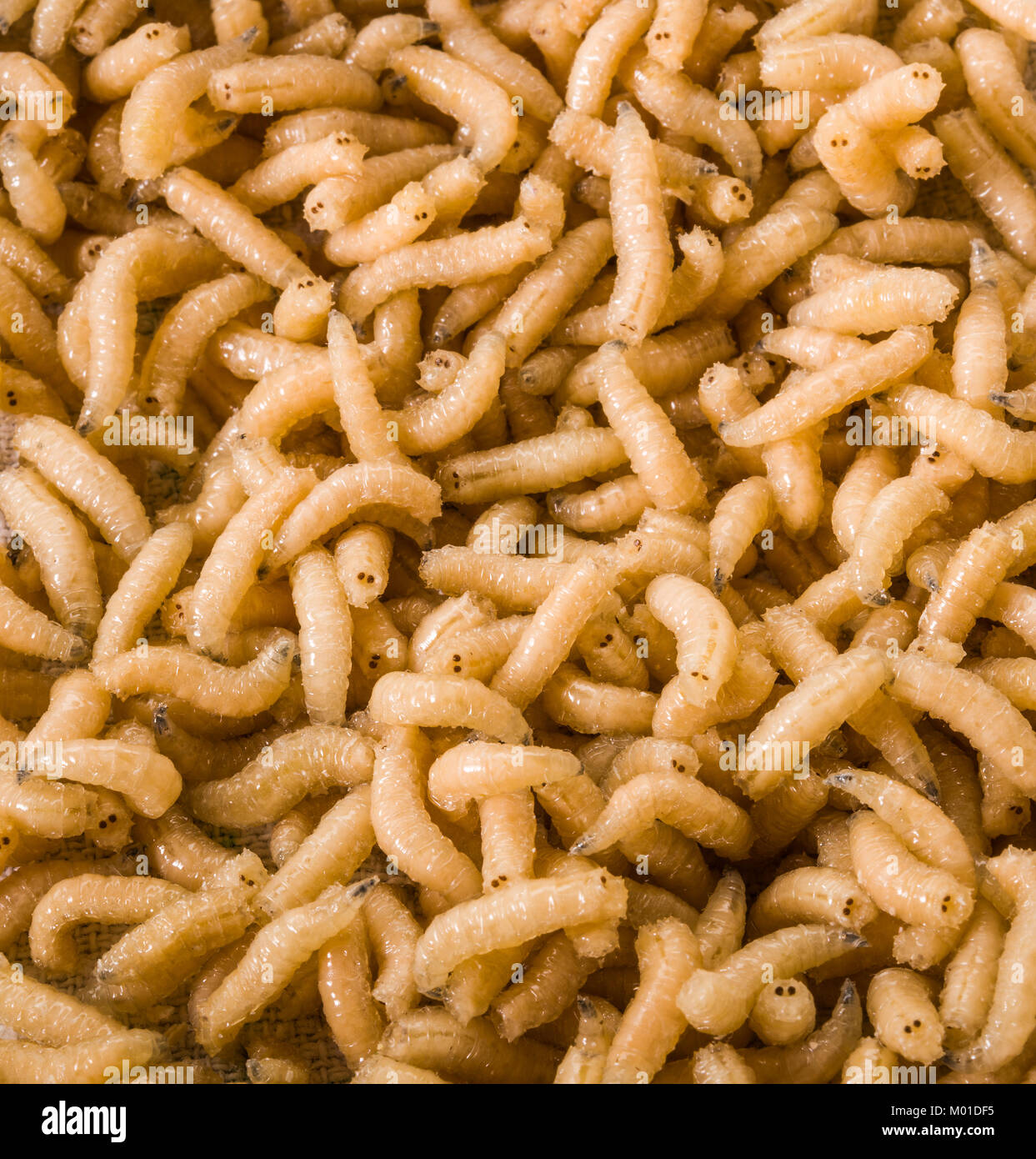 Nuovo cibo: mangiare vermi larve di insetto Foto Stock