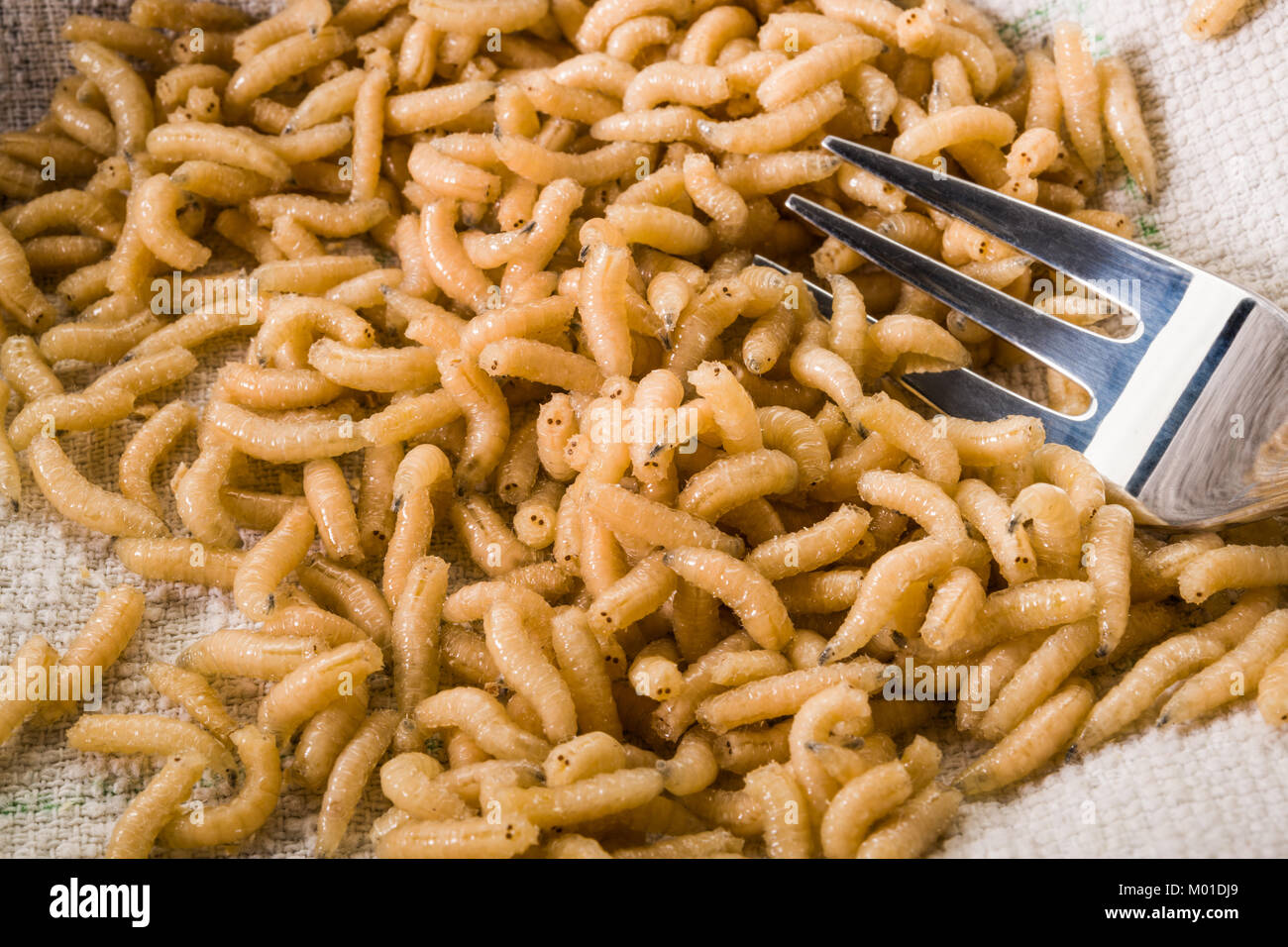 Nuovo cibo: mangiare vermi larve di insetto Foto Stock